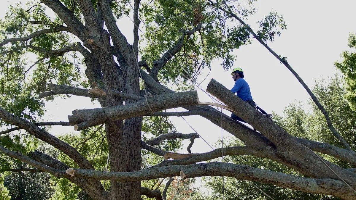 Professional Crown Thinning performed by certified arborists in Hawkins