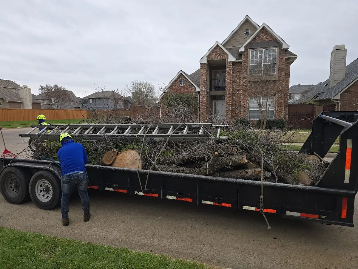 Expert Tree Pest Control with proper safety equipment in Hawkins